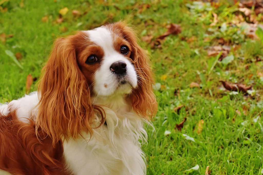 different kinds of spaniel dogs