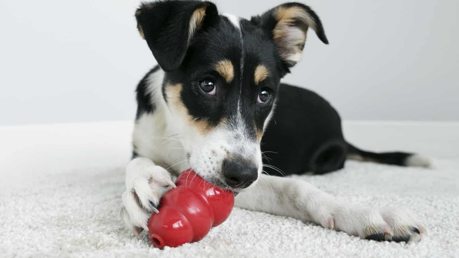 Стресс у собаки. Как успокоить щенка. Как успокоить собаку лабрадора. Человек с собакой. Как успокоить щенка.