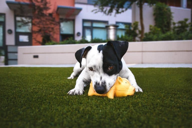 What Is Canine Enrichment 7 Ways To Keep Your Dog Healthy and Busy What Is Canine Enrichment 7 Ways To Keep Your Dog Healthy and Busy