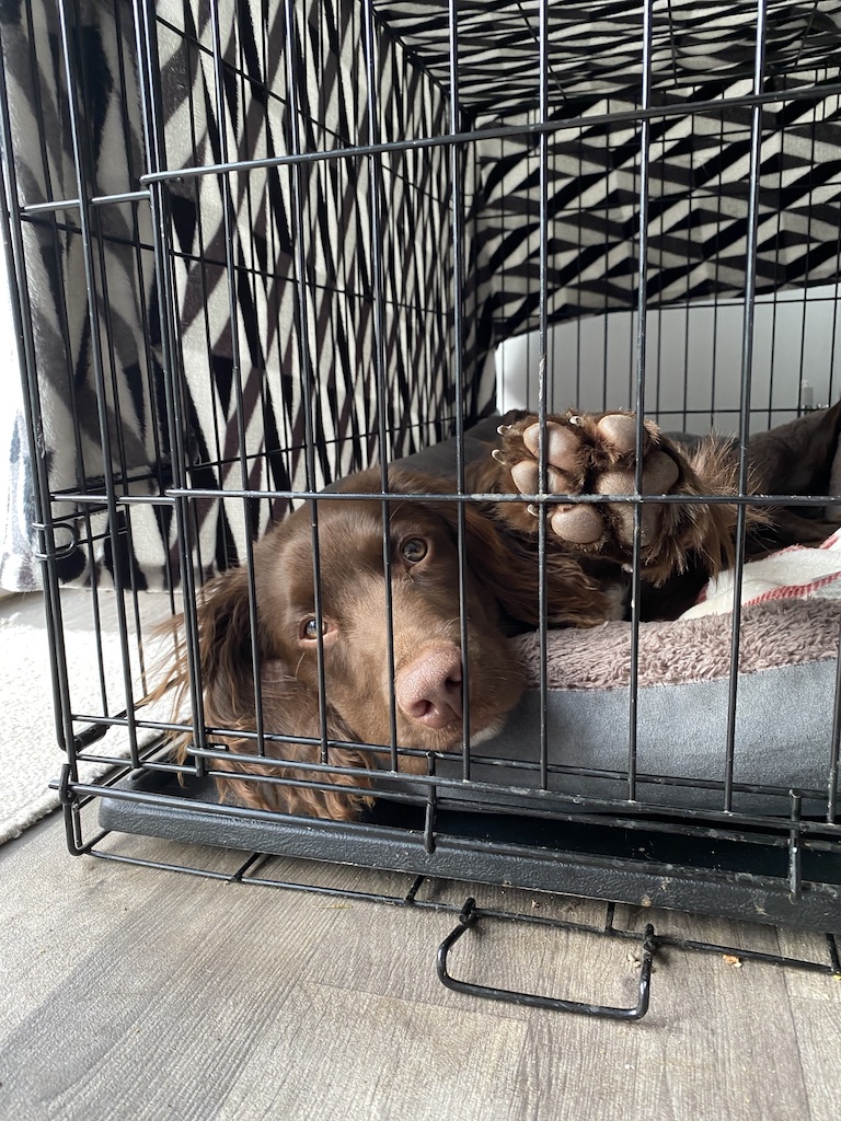 what size crate is good for a cocker spaniel