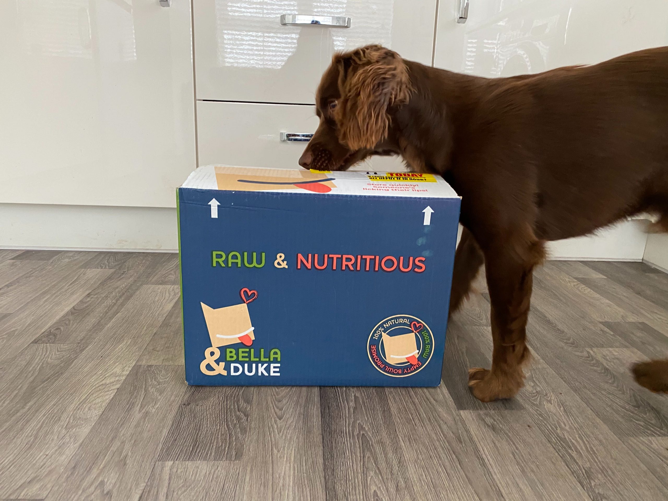 bella and duke treats