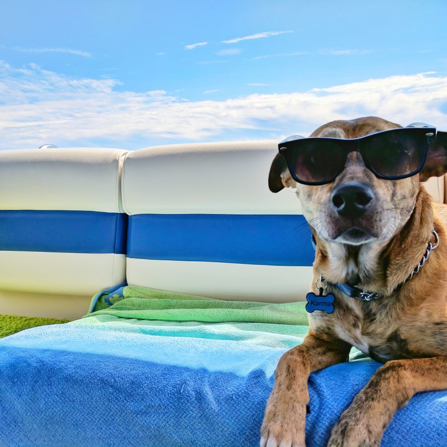 how to care for dogs in summer