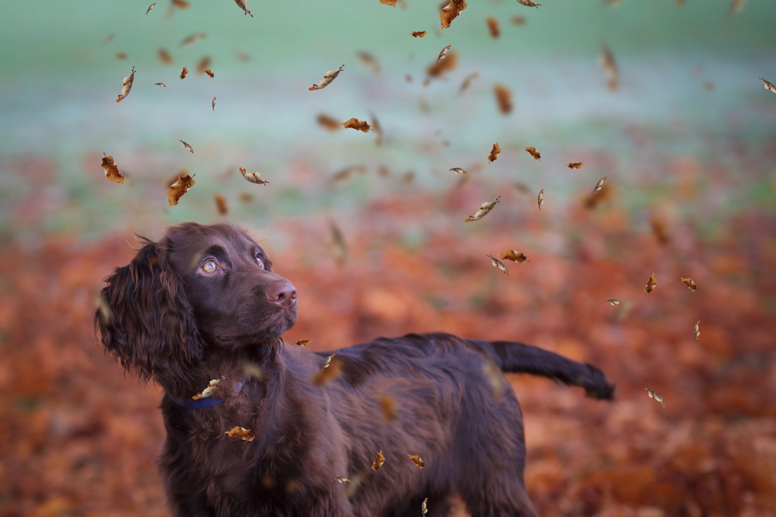 Why Do Dogs Get Zoomies? Sprocker Lovers